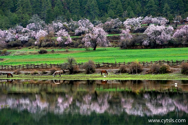 林芝最好旅游時候