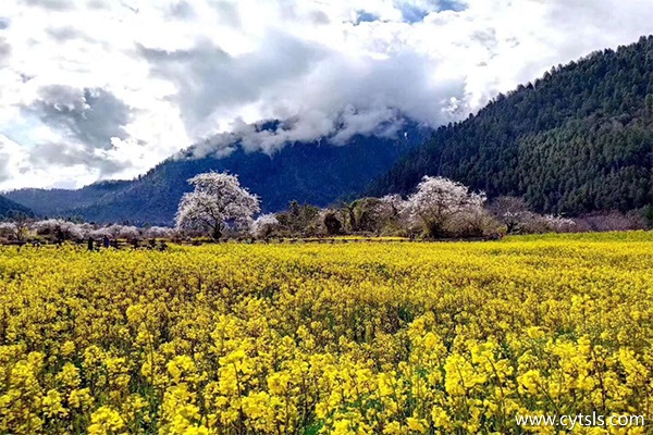 去林芝會不會有高原反應