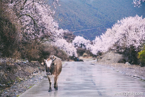 西藏當(dāng)?shù)刈廛噧r(jià)格