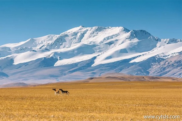 阿里地區游玩注意事項